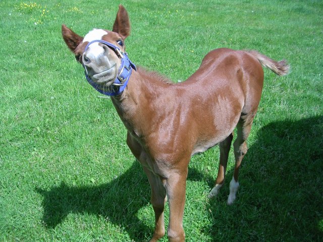 Freckles, the baby 019